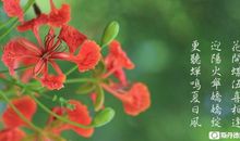 [六月征文]窗外的凤凰花_500字