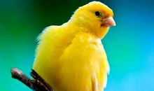 我喜欢益鸟_300字