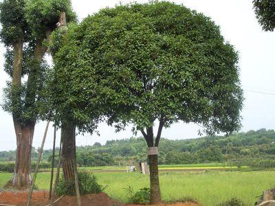 在我的家庭面前的桂花树_300字