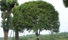 我家门前的桂花树_300字