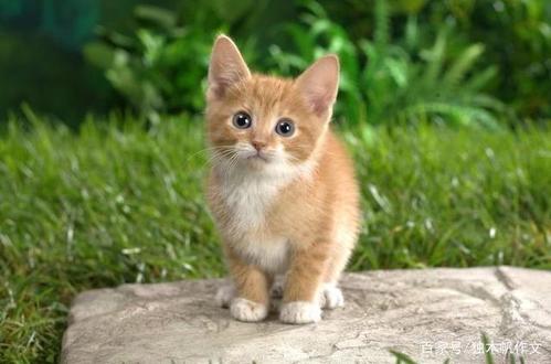 我的家人的小猫_300字