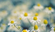 用微笑面对生活_900字