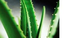芦荟_400字