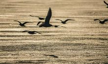 高飞的冲动_550字