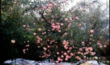 果园的秋天_650字