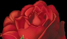 牵挂包含着一种欣赏_600字