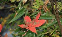 秋天的色彩_400字