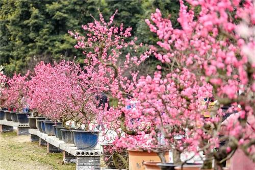 倾听，五月在5月_600字