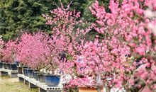 聆听，五月的暗香_600字