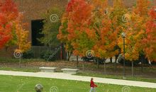 校园的秋天_550字