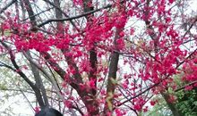 桃花朵朵，看一季姹紫嫣红_1500字