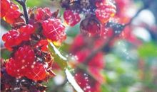 最初的梦想，追逐的心从未停息_250字