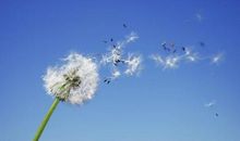 聆听，风的声音_650字