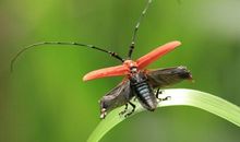 逆态度，展翅飞_1000字