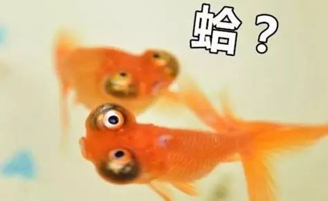 鱼存只有7秒钟_800字