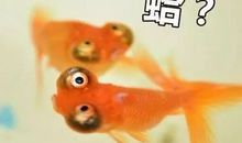 鱼的记忆只7秒_800字