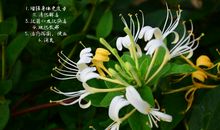 关于大暑小暑的作文：大暑降临_700字