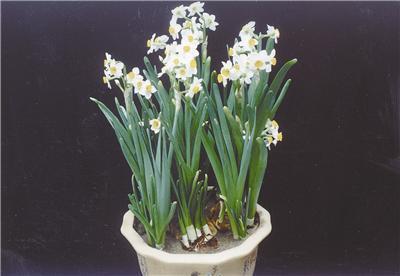 水仙花_400字