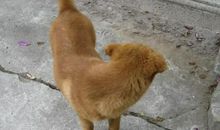 我喜欢的一种小动物_600字