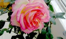 我最喜欢的花——月季花_300字