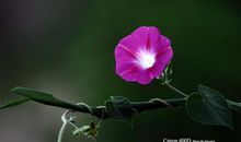 窗外的牵牛花_400字