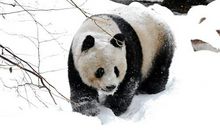 可爱的酷雷伏_400字