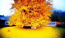 最后的金黄_1200字