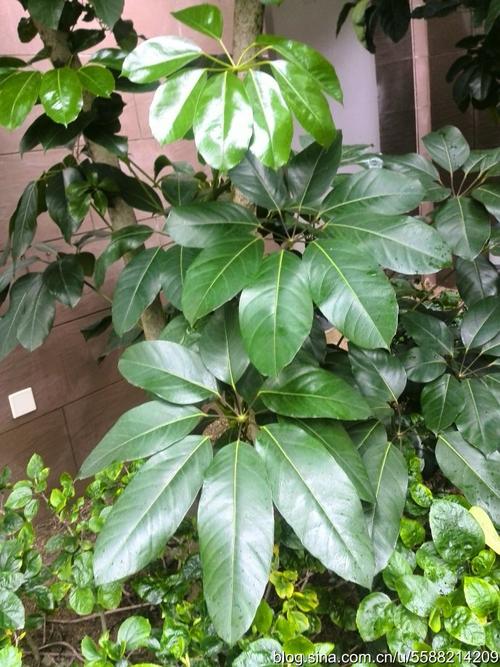 植物 - 昆士兰遮阳伞_600字