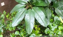 植物——昆士兰伞木_600字