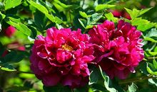 牡丹的拒绝_1500字