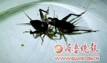 童年趣事——捉蛐蛐_550字