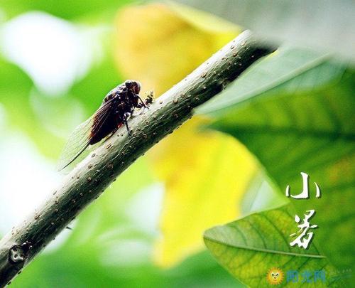 夏天的作曲：夏季诗：好酷_2000字