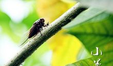 关于大暑小暑的作文：小暑的诗句：好纳凉_2000字