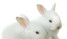 可爱的小白兔_385字