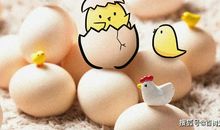 胖蛋记（ 第一章）被别人歧视_450字