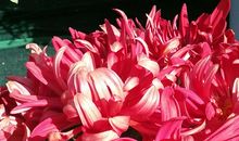 秋菊，美！_400字