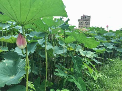 夏天的作曲：凉爽的夏季风光_1500字