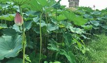 关于大暑小暑的作文：凉夏景_1500字