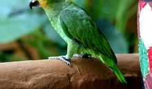 鹦鹉“淘淘”自由了