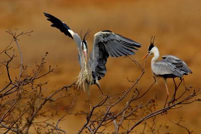 如果我是一只鸟_700字