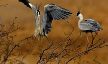 假如我是一只鸟_700字