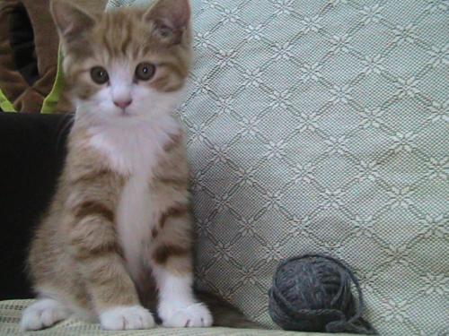可爱的小猫_400字