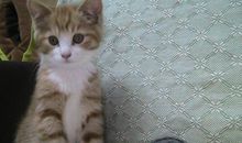 可爱的小猫_400字