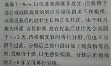 初一书信作文：给哥哥的信_800字