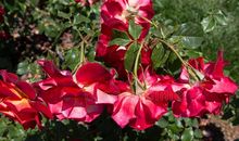 五颜六色的玫瑰花_250字