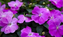 我的凤仙花_300字