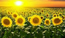 向着太阳成长_300字