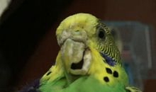 我家的虎皮鹦鹉_750字