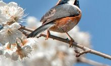 鸟儿的家园_450字