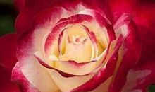 倾听花开的声音_800字